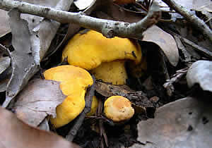 young chanterelles under oak